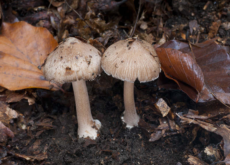 Inocybe asterospora